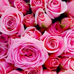 Meet your Posher, PinkRose